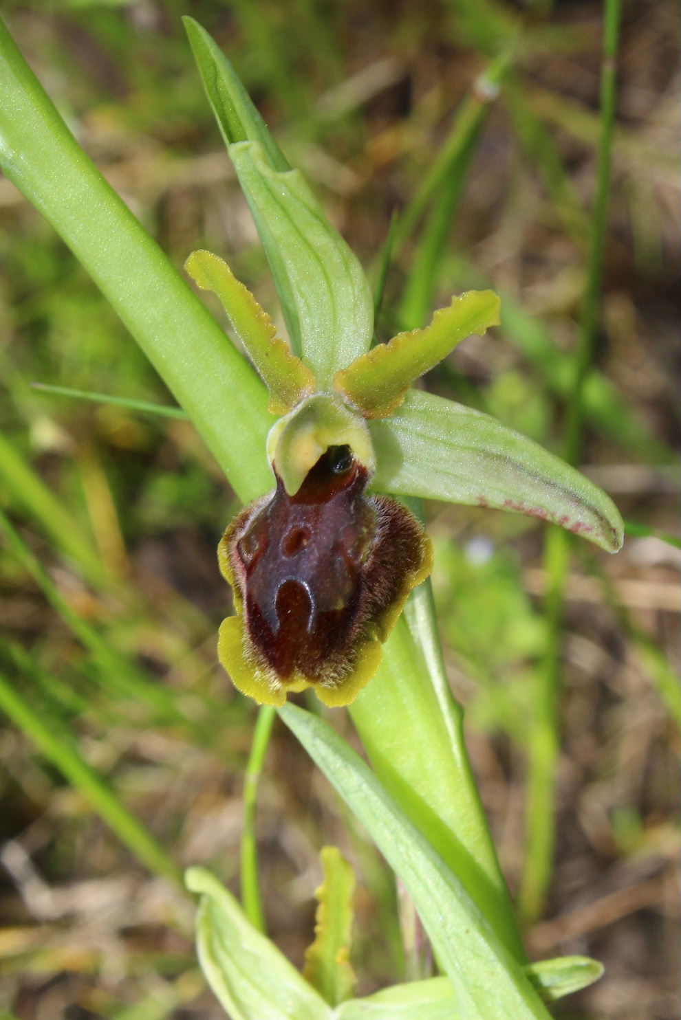 Ophrys da determinare ??